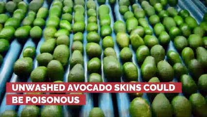 Warning: Unwashed Avocado Skins Can Be Poisonous