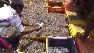 Shrimp/Prawn Harvesting