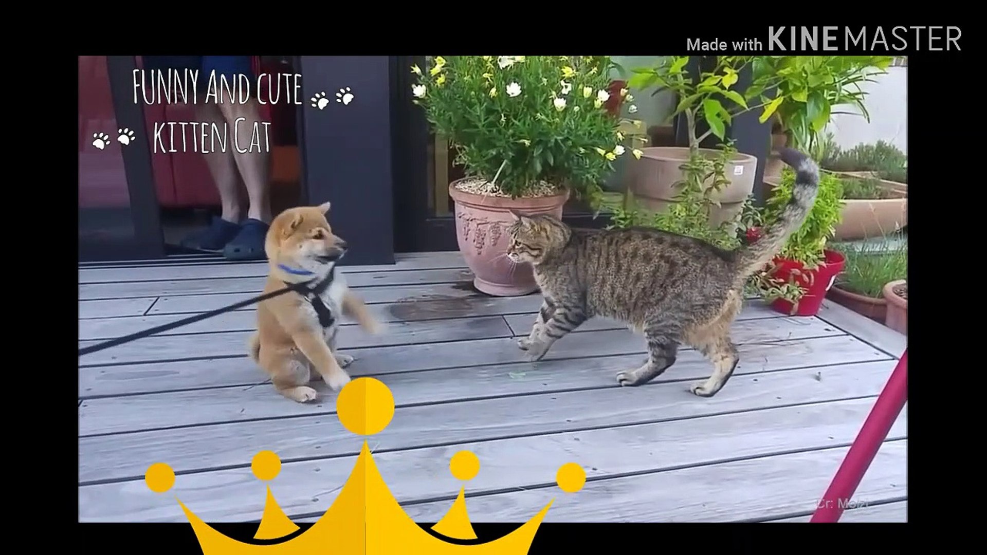CAT&DOG FRIENDSHIP