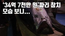 [자막뉴스] 무려 '34억 7천만 원'에 낙찰된 참치, 모습 보니... / YTN