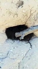 Tüylü hayvan sanıp sopayla dürttü