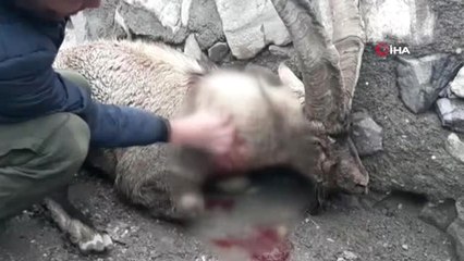 Yaralı Dağ Keçisine Mehmetçik'ten Şefkat Eli