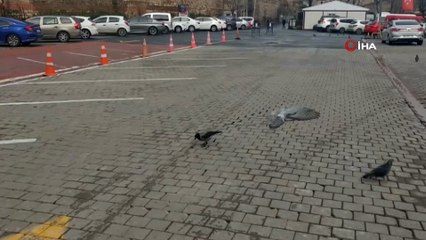 Karganın cevizle imtihanı kamerada