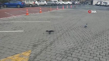 Karganın Cevizle İmtihanı Kamerada