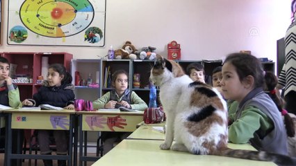 Kedi 'Pamuk' okullu oldu - AYDIN