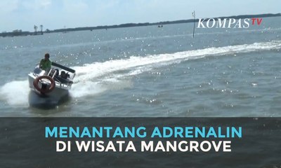 Menantang Adrenalin di Wisata Mangrove