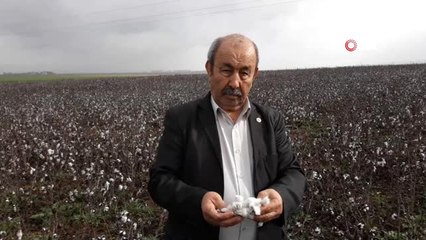 Aşırı Yağışlar Nedeniyle Beyaz Altın Tarlada Kaldı