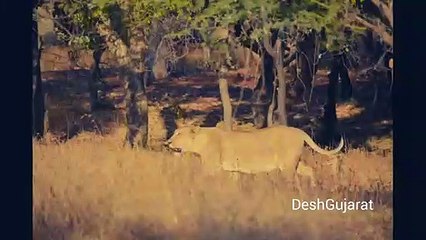 Inde: Un bébé léopard a été adopté par une lionne dans un parc national - VIDEO