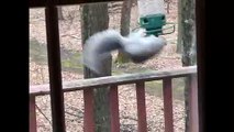 Hilarious moment squirrel is caught spinning from bird feeder