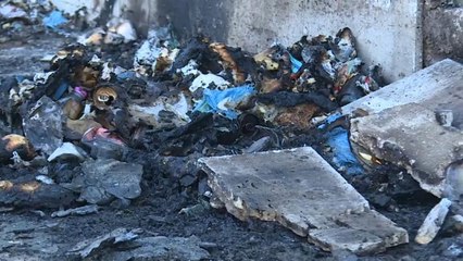 Roma, emergenza sanitaria: rifiuti per strada, ratti nelle scuole