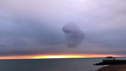 Impressionante nuée d'oiseaux dans le ciel