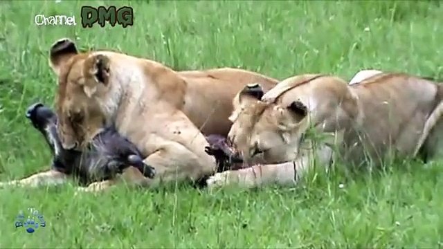 Harsh life of Wildlife 2018! Lion vs Warthog - Let's Explore the Animal Planet 2019