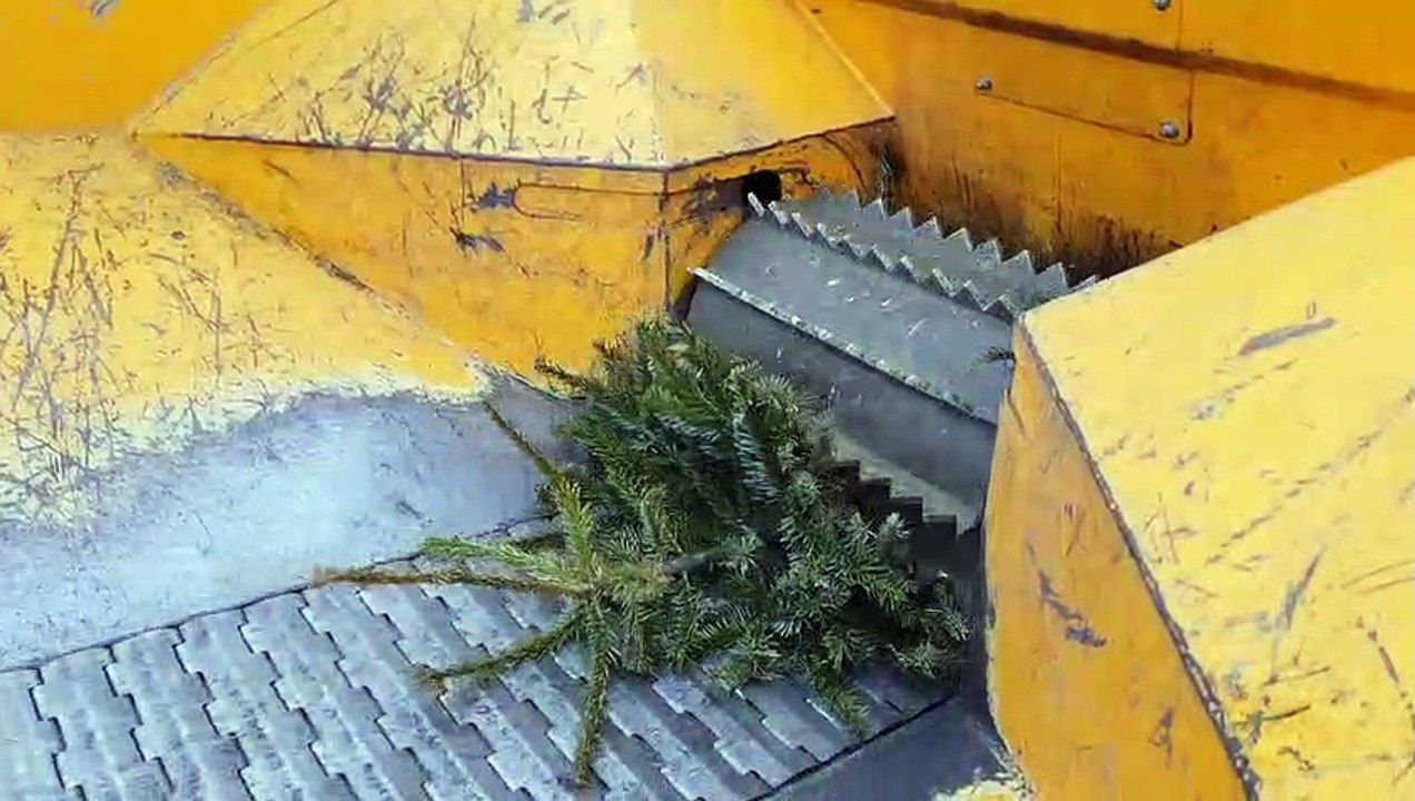 Rixheim: la deuxième vie des sapins de Noël