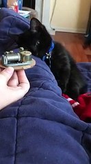 Un chaton s'endort devant une boite à musique