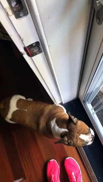 Un bulldog français attend le courrier impatiemment