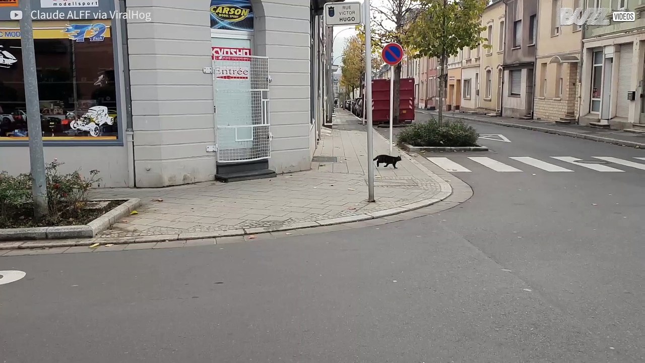 Se verklighetens Tom och Jerry