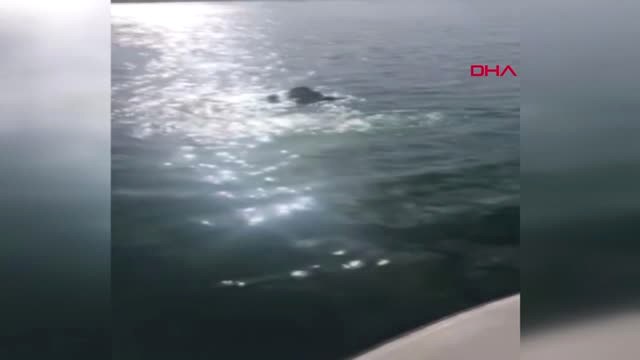 Van Sarıkamış Şehitleri İçin Van Gölü'ne Dalış Yaptılar