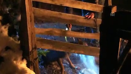 Yavrusunu yangından kurtarırken yaralanan köpek öldü - DÜZCE