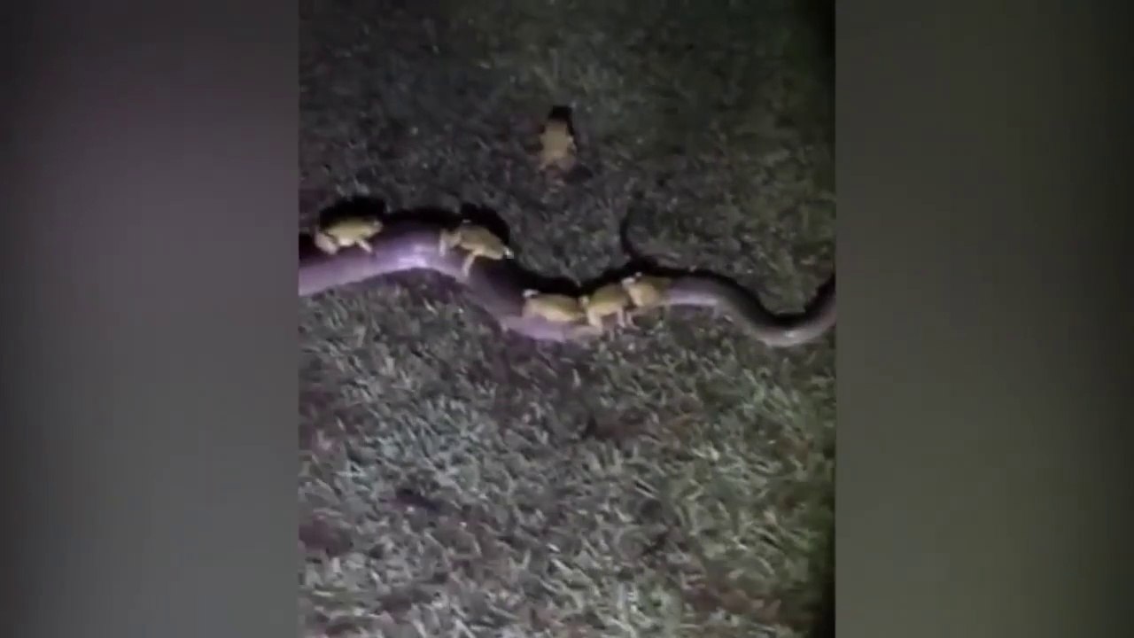 Frogs used Python To Escape from Storm Flooding