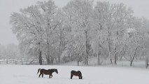 زمستان در قاره سبز؛ از خلق مناظر زیبا تا اختلال در زندگی