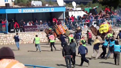 Bodrum Deve Güreşi Festivali - MUĞLA