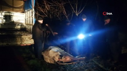 300 kiloluk büyükbaş hayvan kamyonetten karayoluna savruldu