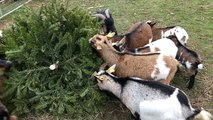 Nicolas Lukacs, soigneur animalier, donne des sapins de Noël aux chèvres