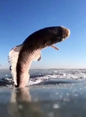 Ce poisson s'est gelé dans les airs
