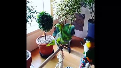 Funny Parrots and Cute Birds Compilation #61