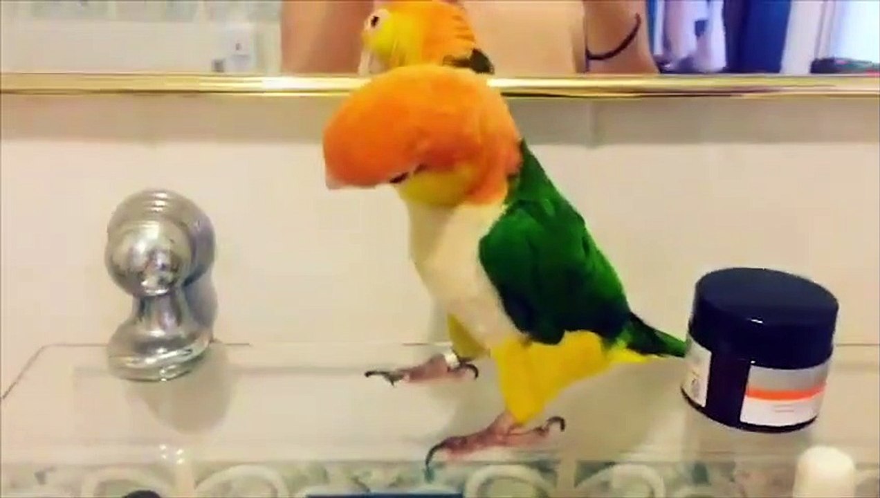 Funny Parrots and Cute Birds Compilation #64 - 2018