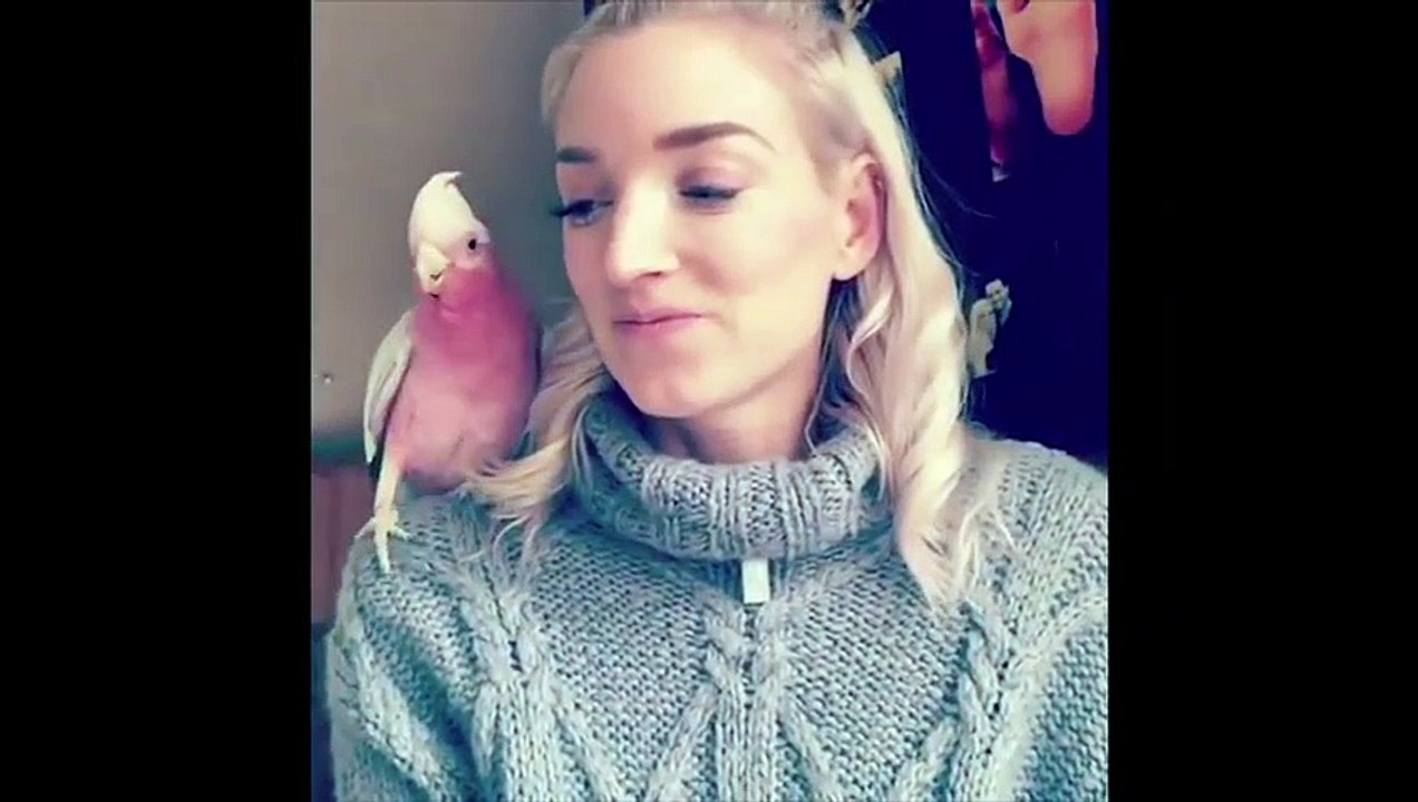 Funny Parrots and Cute Birds Compilation #63 - 2018