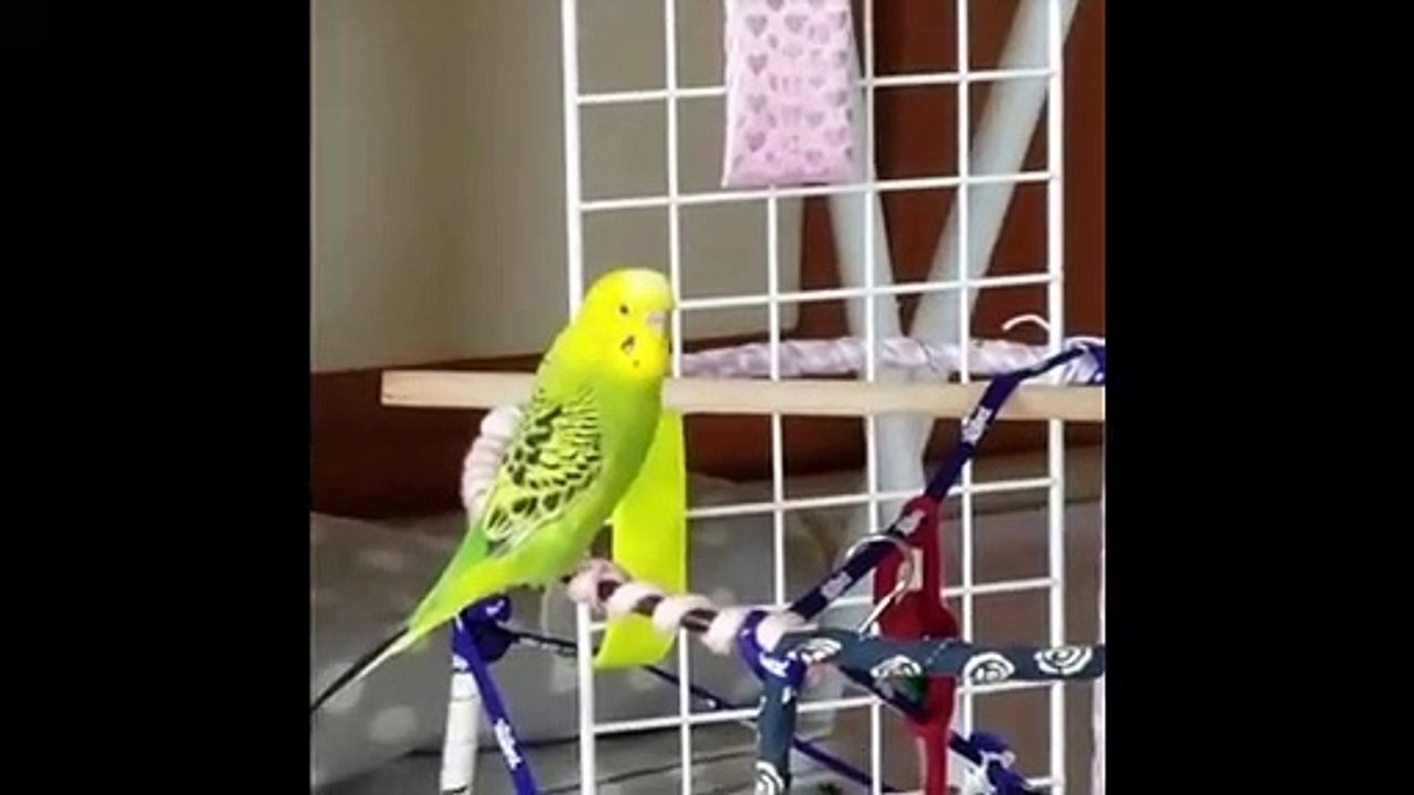 Funny Parrots and Cute Birds Compilation #69 - 2018