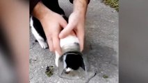 Deux Russes sauvent un chaton coincé dans un bocal