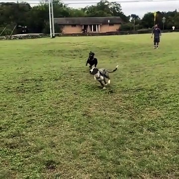 Prêt à tout pour attraper la balle, ce chien s'effondre en vol !