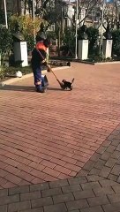 Ce chat adore les caresses au balai de cet employé de mairie !