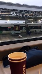 Harcelé par une mouette sur le quai de la gare !