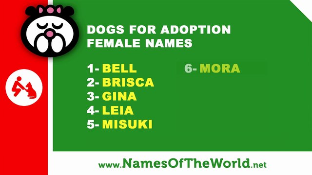 Dogs for adoption female names - the best pet names - namesoftheworld.net