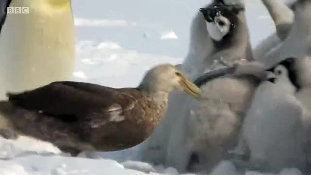 Fırtına Kuşu Tarafından Kıstırılan Yavru Penguenleri Bir Kahraman Gibi Tek Başına Kurtarmaya Gelen Penguen