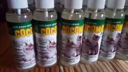 [DISTRIBUTOR] Kucing Sakit, 0821 3543 9895