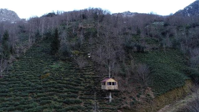 Artvinli Arıcının Gürgen Ağacının Gövdesi Yaptığı Ağaç Kondu İlgi Odağı Oldu