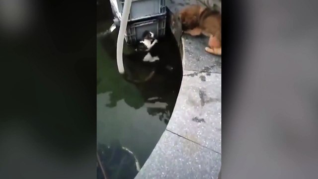 Un chien sauve un petit chat de la noyade