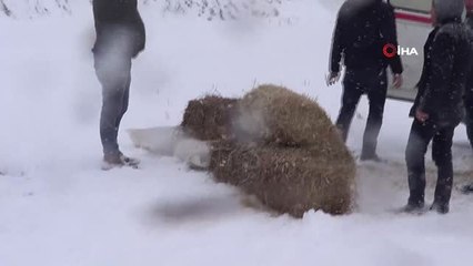Yaban Hayvanlarına 1 Tonluk 'Yem' Desteği
