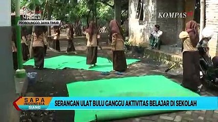 Serangan Ulat Bulu Ganggu Aktivitas Belajar di Sekolah
