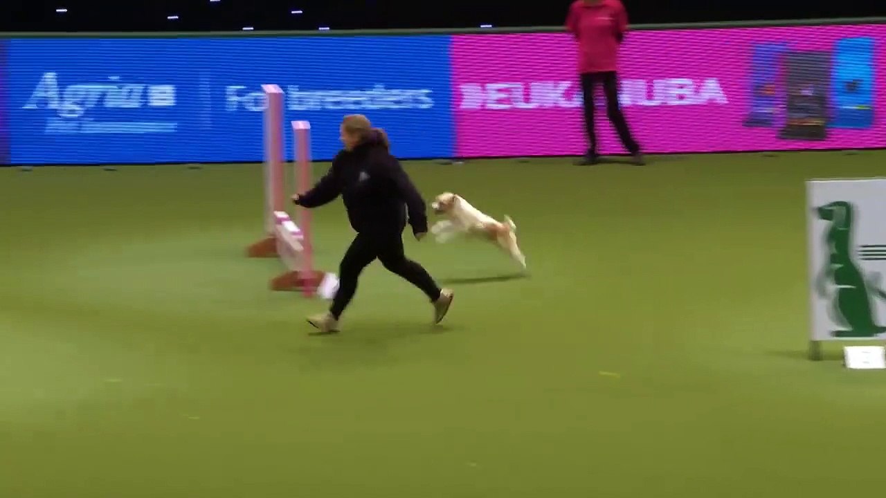 Vidéo hilarante d'un chien trop excité pour la compétition