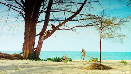 2014 OSC. Island of Lemurs Preview at the Ontario Science Centre (HD)