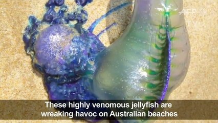 Thousands stung in Australian jellyfish 'invasion'