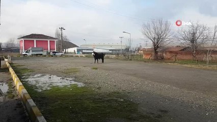 Mezbahadan Kaçan Boğa Zor Anlar Yaşattı