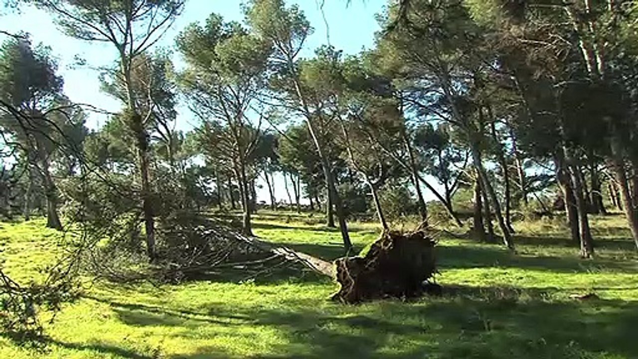 Ce grand pin a été déraciné suite aux fortes rafales de Mistral à Port-de-Bouc.