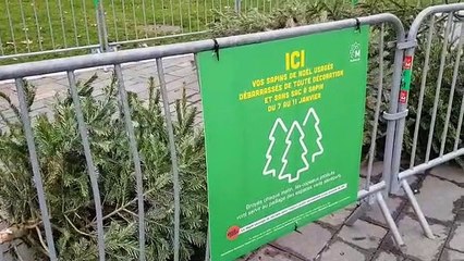 Sapins : du point de collecte au broyage