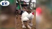 Il gallo piu grande del mondo